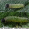 pyr armoricanus larva2 volg13